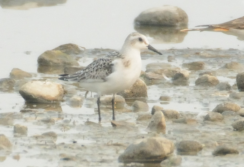 B%c3%a9casseau sanderling