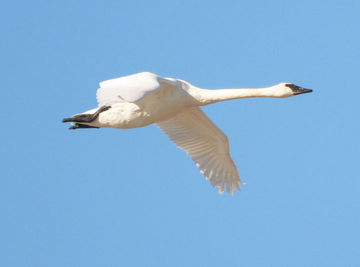 Cygne trompette