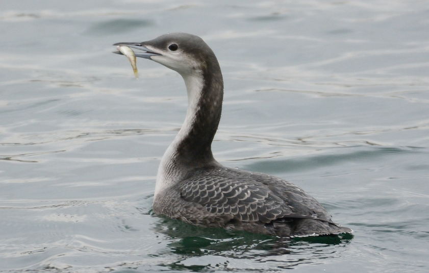 Plongeon du pacifique