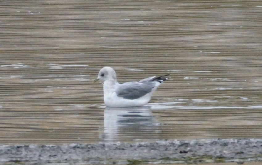 Goeland cendr%c3%a9