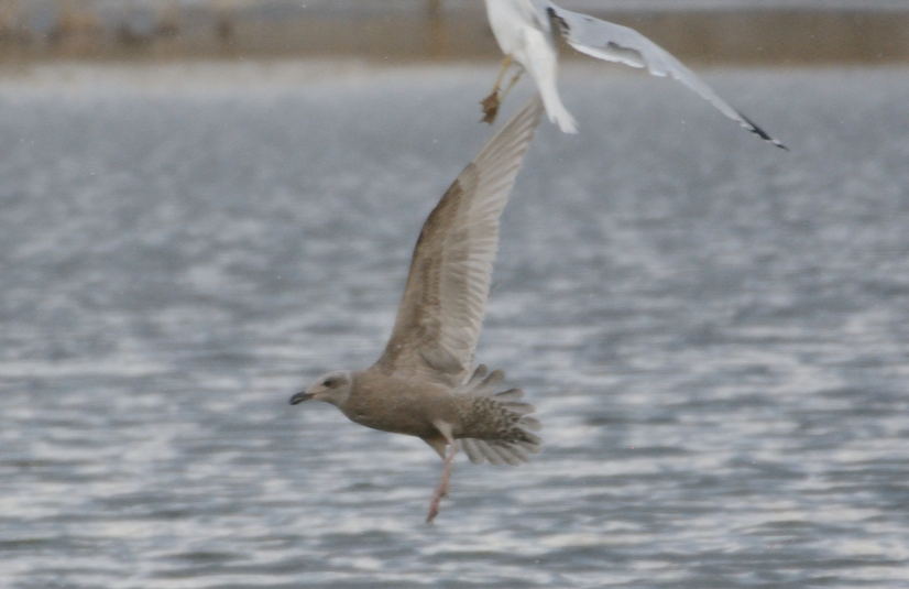 Goeland de thayer
