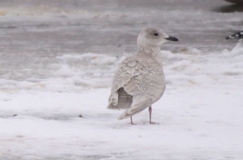 Goeland arctique