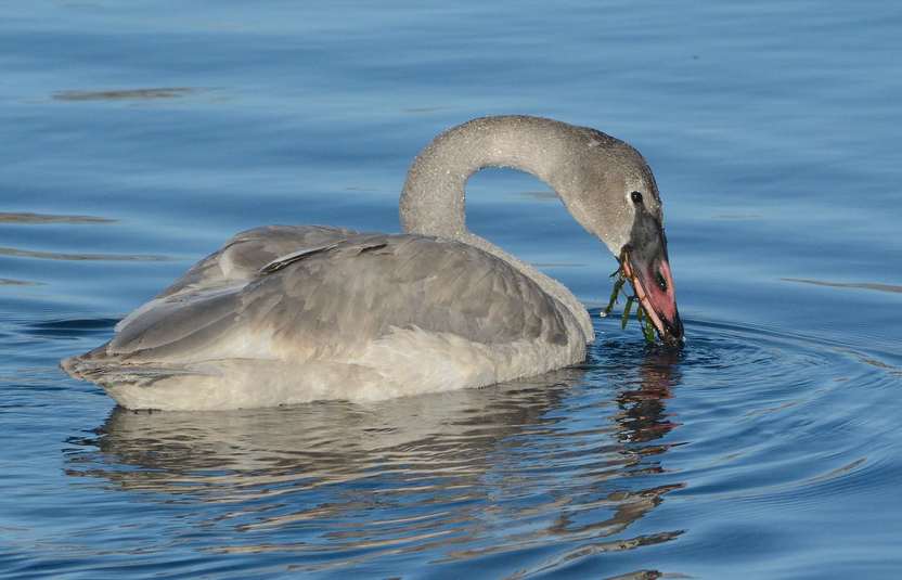 Cygne trompette
