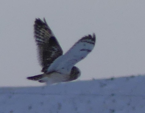 Short eared flying