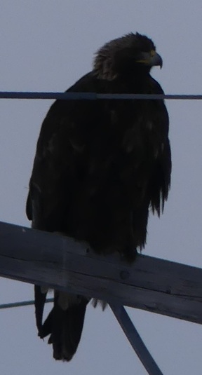 Golden eagle up close on pole