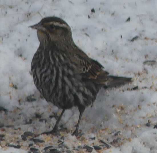 Red wing blackbird