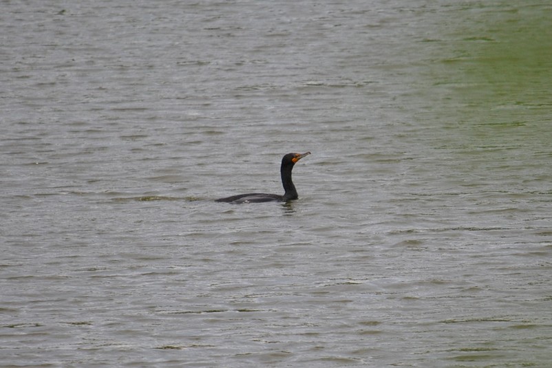 Dsc 0334 cormoran %c3%a0 aigrettes