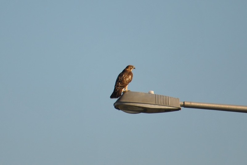 Dsc 0034 buse variable