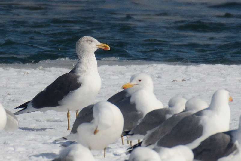 Goeland brun