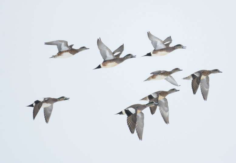 Canard d am%c3%a9rique