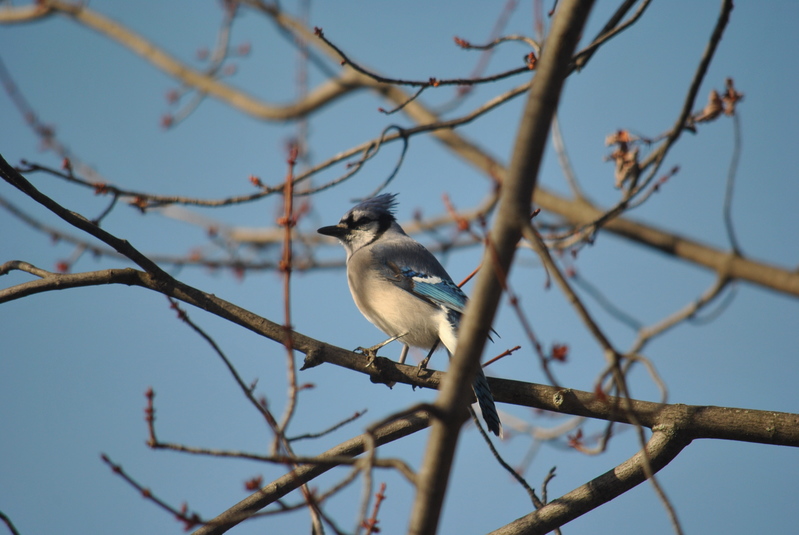 Dsc 0002 geai bleu