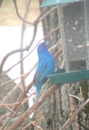 Passerin indigo