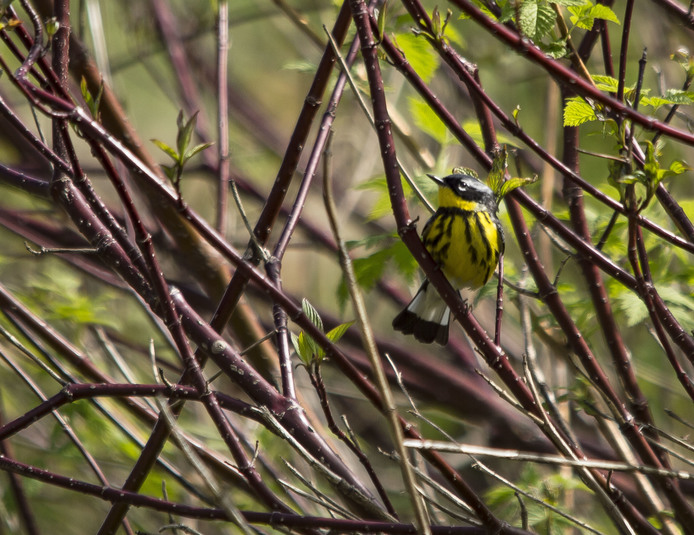 Paruline a tete cendree bosquet