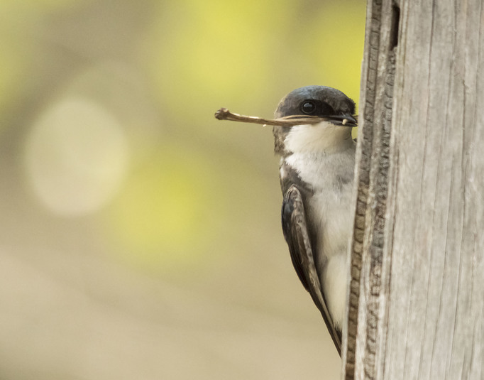 Hirondelle bicolore affairee2