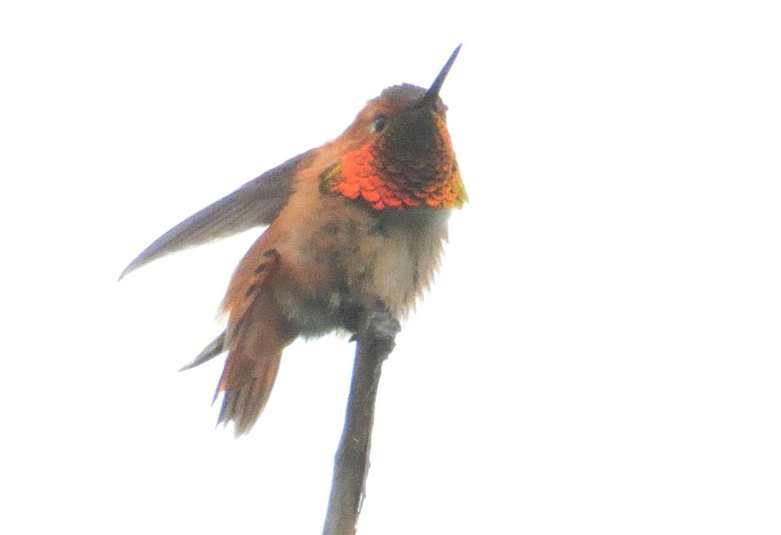 Colibri roux