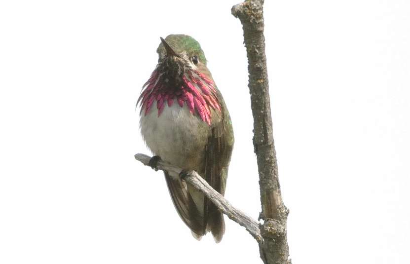 Colibri calliope