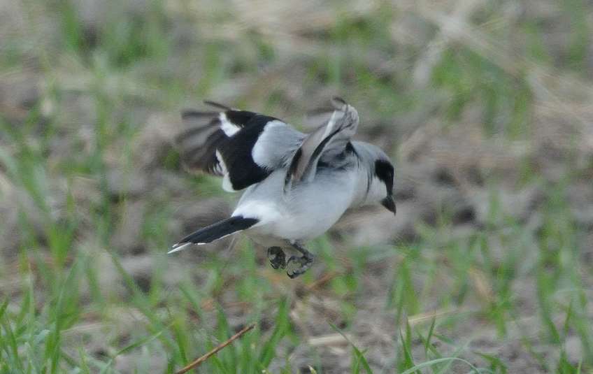Pie grieche migratrice