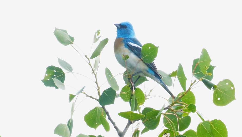 Passerin azur%c3%a9