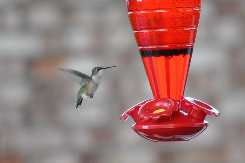 Dsc 0040 colibri femelle