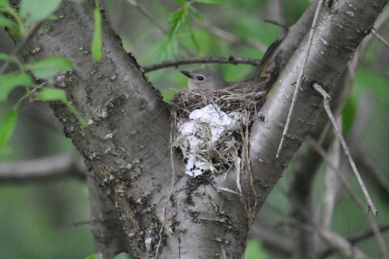 Dsc 0151 paruline flamboyante femelle sur son nid