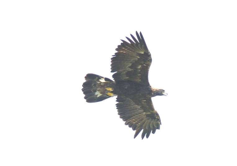 Aigle royal