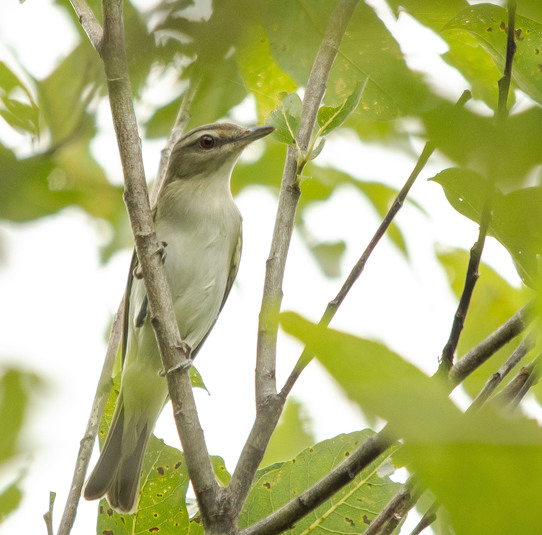 Dsc 0299vireo aux yeux rouges