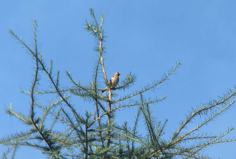 Jaseur 20180813 val alain