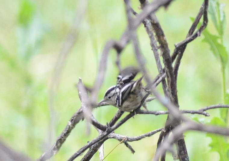 Paruline noir et blanc