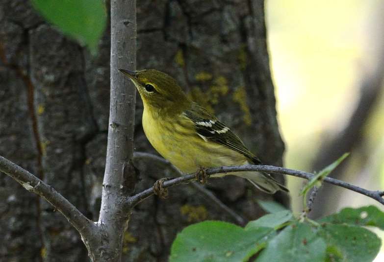 Paruline rayee