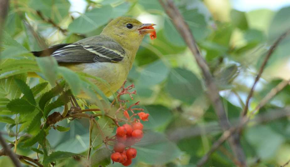 Tangara a tete rouge