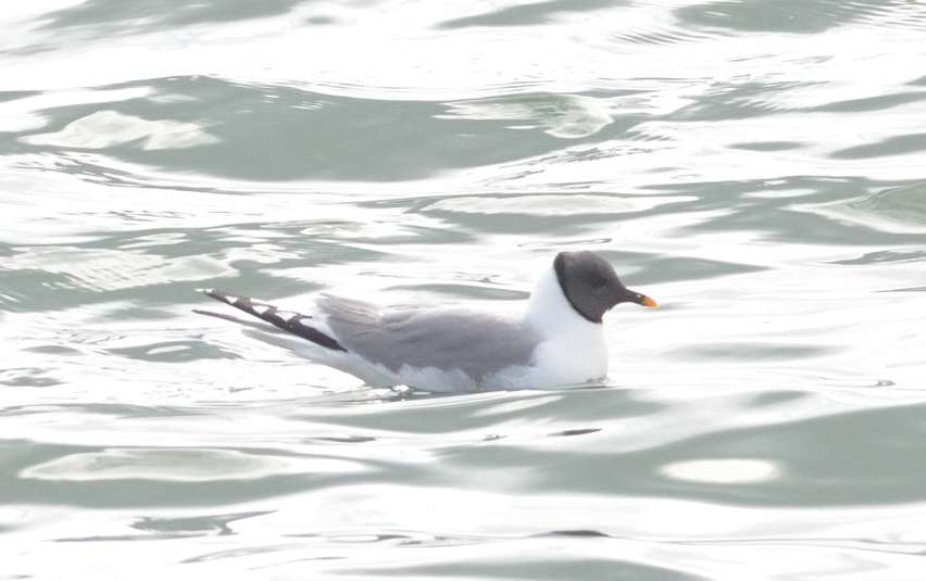 Mouette de sabine