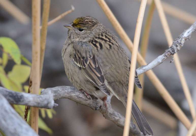 Bruant a couronne doree