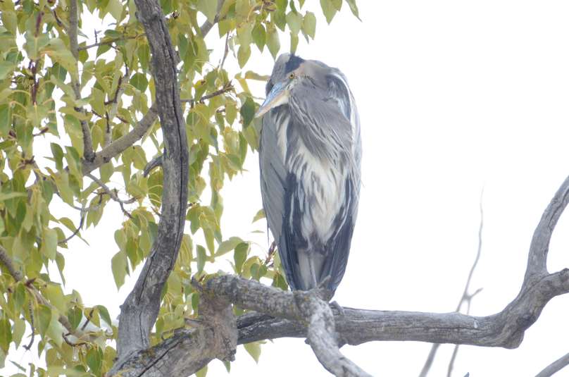 Heron bleu