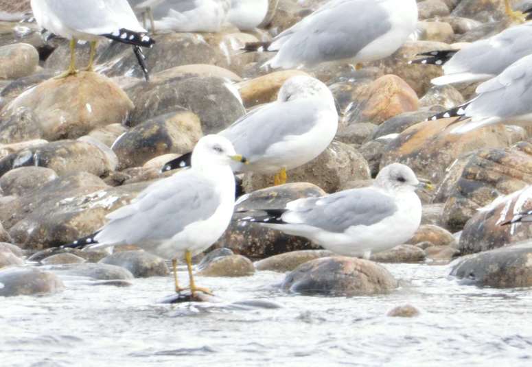 Goeland cendre