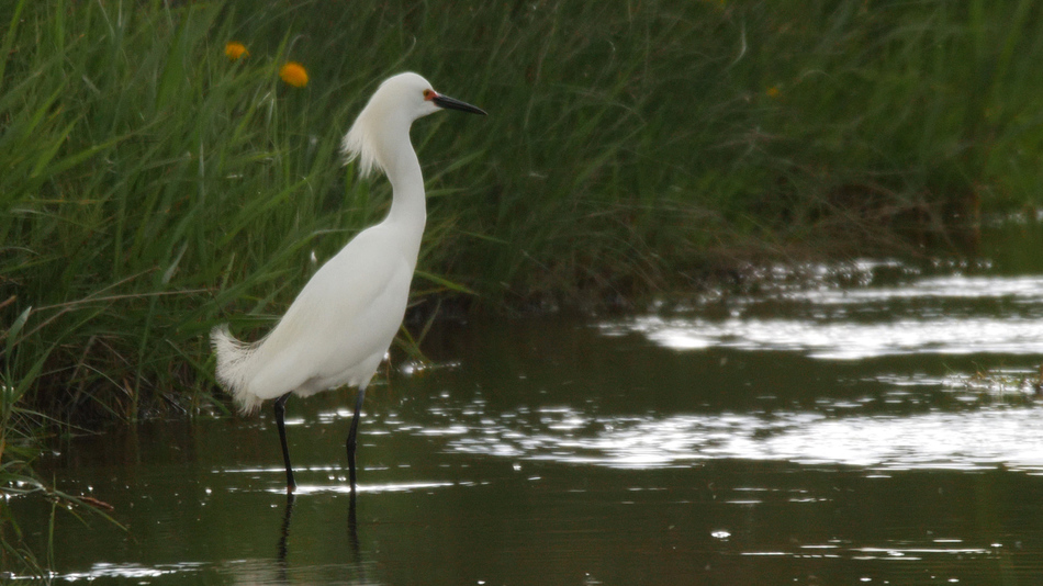 Aigrette neigeuse