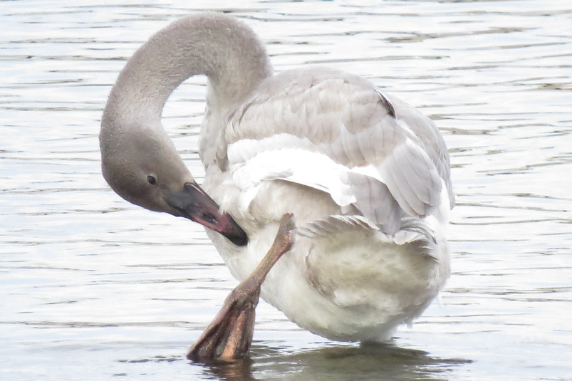 Cygne trompette