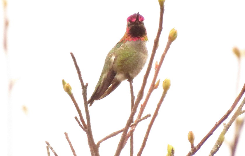 Colibri d anna