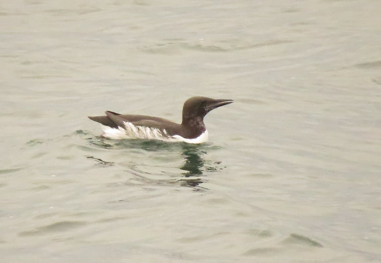 Guillemot marmette