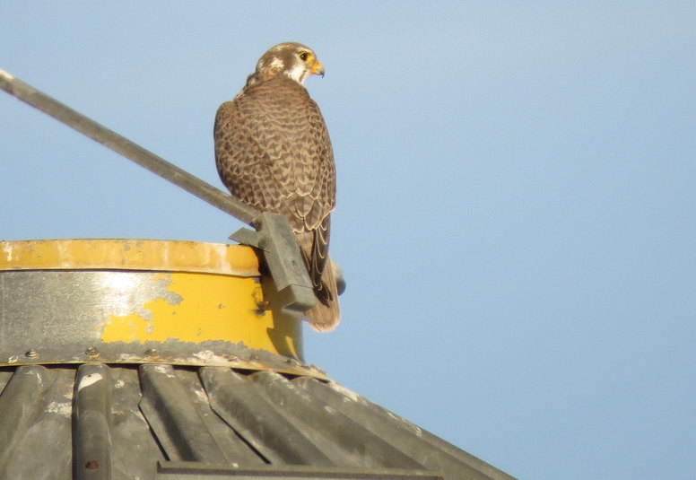 Faucon des prairies