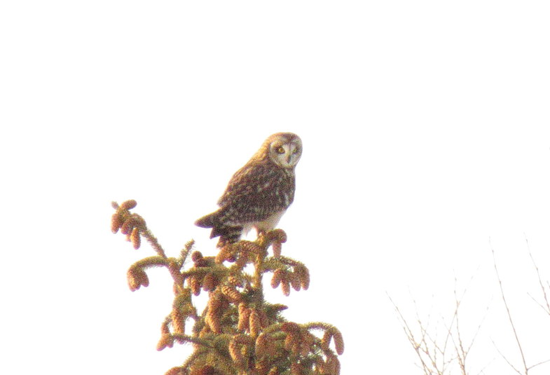 Hibou des marais