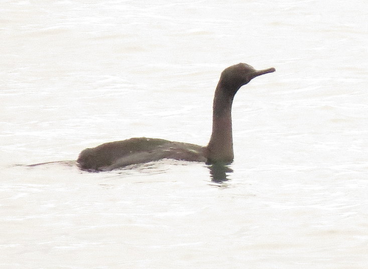 Cormoran p%c3%a9lagique