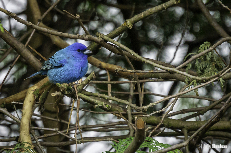 Passerin indigo