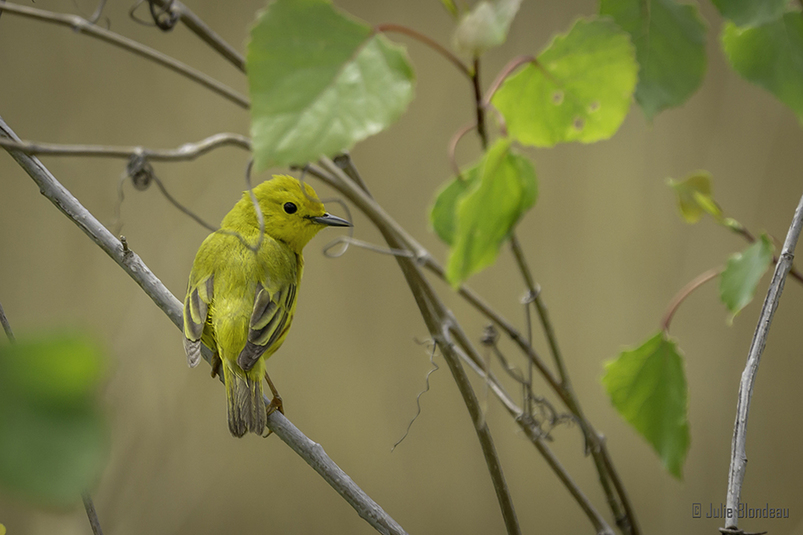 Paruline jaune