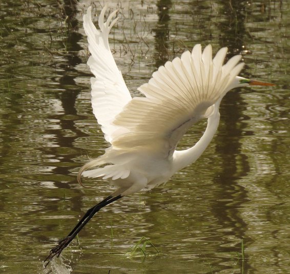 Grande aigrette