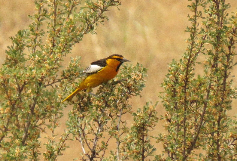 Oriole de bullock