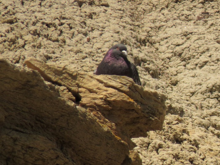 Pigeon biset