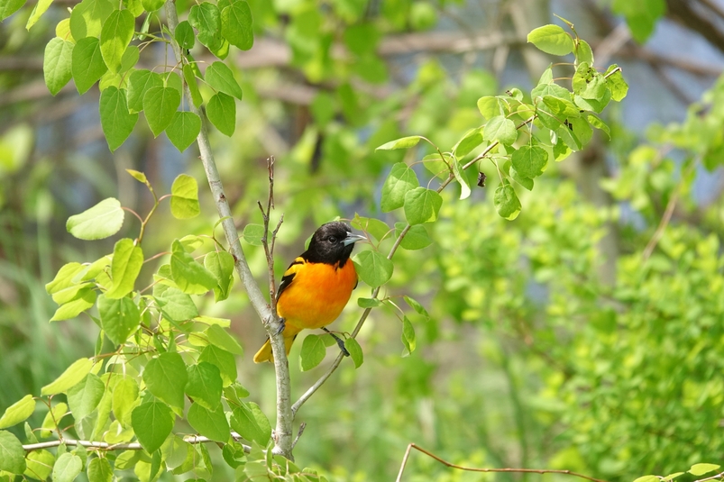 Oriole baltimore10
