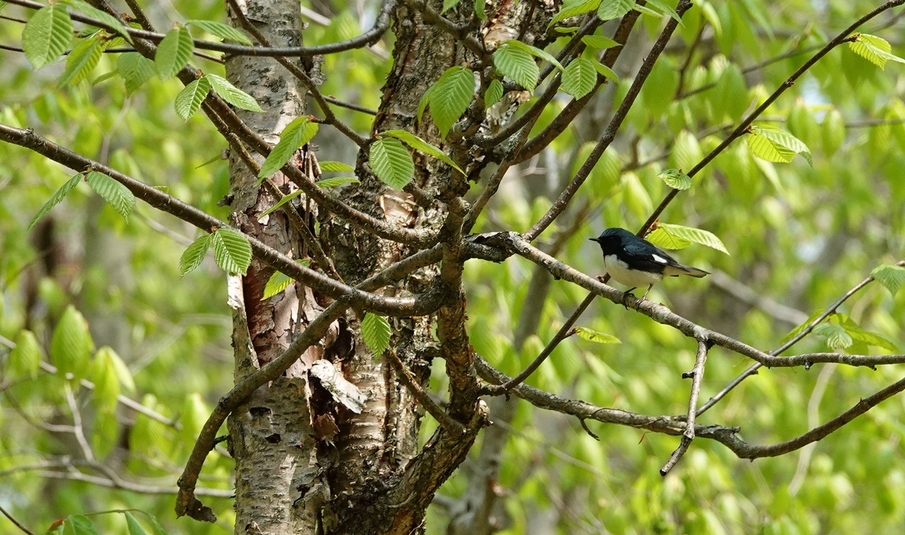 Paru bleue1