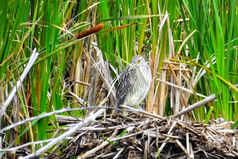 Bihoreaugris juv