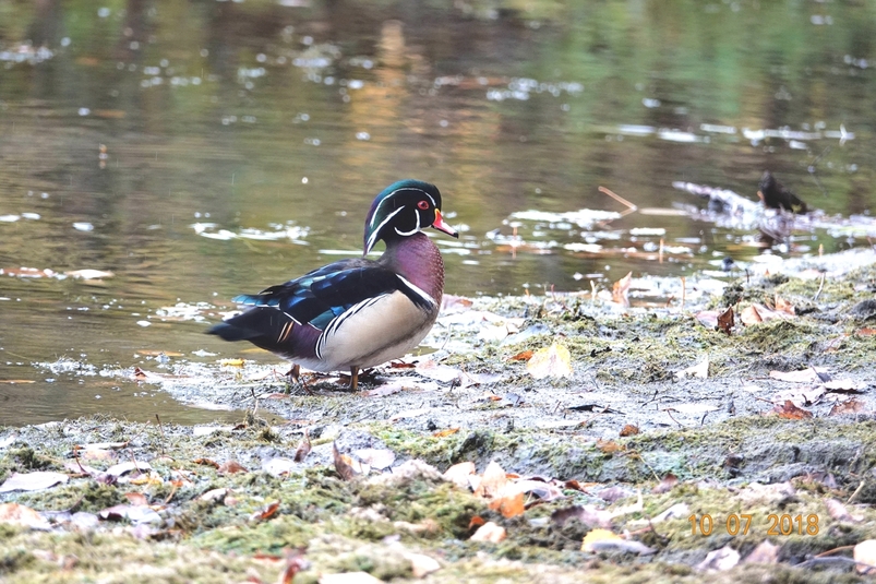 Canard branchu